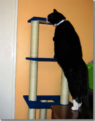 猫タワーとブッチ